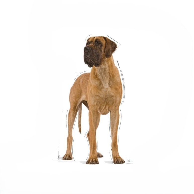 Dog niemiecki
